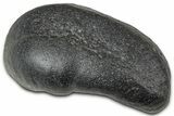 Large Fossil Whale Ear Bone - South Carolina #346969-1